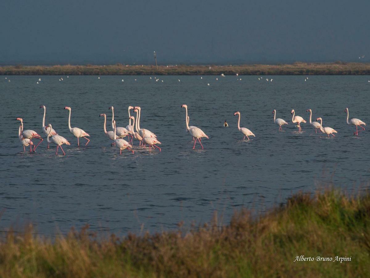 Cervia Marina Suite المظهر الخارجي الصورة